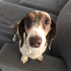 Meet your Posher, Maia